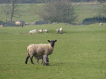 FZ012120 Lambs.jpg